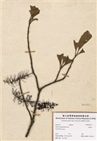 藏品(紅葉樹)的圖片